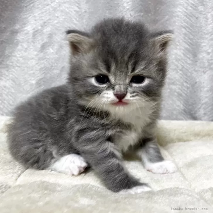 ID：2508-02423の子猫