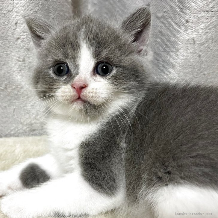 ブリーダー画像