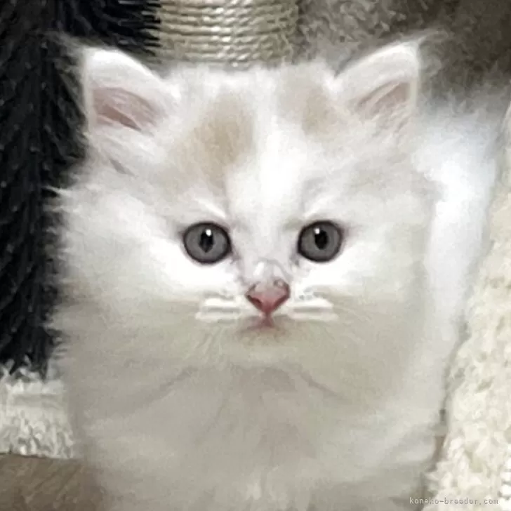 マンチカン(長足)【奈良県・男の子・2025年8月19日・クリームホワイト】の写真1