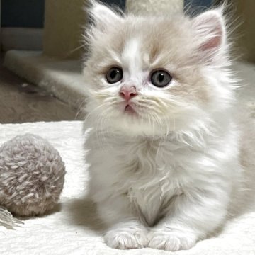 マンチカン(短足)【奈良県・男の子・2025年8月19日・クリームホワイト（ロングヘア）】の写真「すぐにのどをゴロゴロ　癒しです」