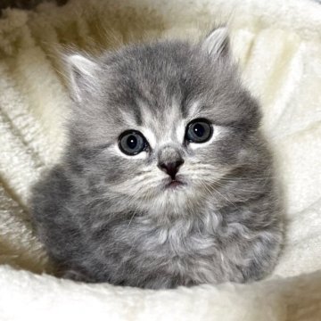 ブリティッシュショートヘア【奈良県・女の子・2025年9月23日・ブルータビー(ロング)】の写真「きれいな女の子」