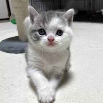 みやちゃん　ブリティッシュグリーン TOKYOBIKE MONOとLEGERに新色ブリティッシュグリーンが登場