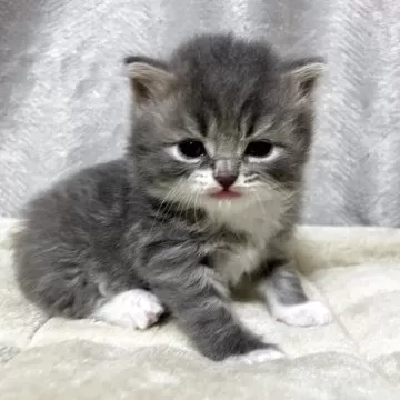 ブリティッシュショートヘア【奈良県・男の子・2025年7月24日