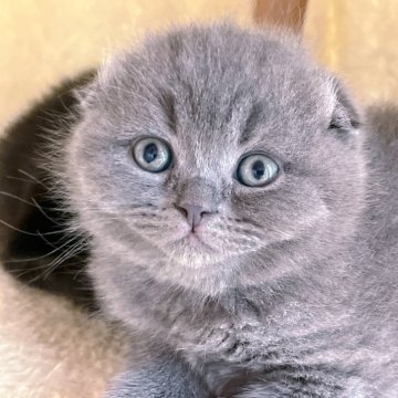 スコティッシュフォールド(折れ耳)【奈良県・男の子・2025年2月12日・ブルー（ショートヘア）】の写真「まんまる綺麗なお顔」