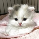 マンチカン(短足)