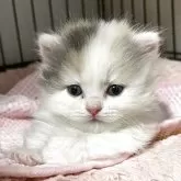マンチカン(短足)