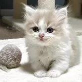 マンチカン(短足)