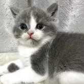 ブリティッシュショートヘア