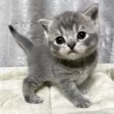 ブリティッシュショートヘア