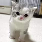 ブリティッシュショートヘア