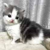 ブリティッシュショートヘア【奈良県・女の子・2025年9月23日・ブルータビーホワイト】の写真3