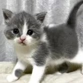 ブリティッシュショートヘア【奈良県・男の子・2025年9月18日・ブルーホワイト】の写真6