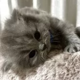 ブリティッシュショートヘア【奈良県・男の子・2025年9月23日・ブルー】の写真4