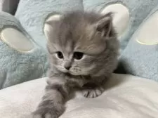 ブリティッシュショートヘア【奈良県・女の子・2024年12月20日・ブルータビー】の写真7