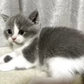 ブリティッシュショートヘア【奈良県・男の子・2025年9月18日・ブルーホワイト】の写真3