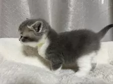 ブリティッシュショートヘア【奈良県・男の子・2025年1月22日・ブルータビーホワイト】の写真2