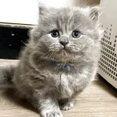 ブリティッシュショートヘア【奈良県・男の子・2025年9月23日・ブルー】の写真7