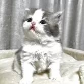 ブリティッシュショートヘア【奈良県・女の子・2025年9月23日・ブルータビーホワイト】の写真7