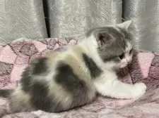 ブリティッシュショートヘア【奈良県・女の子・2025年1月26日・ダイリュートキャリコ】の写真7