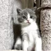 ブリティッシュショートヘア【奈良県・男の子・2025年9月18日・ブルーホワイト】の写真8