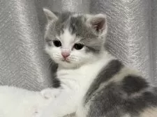 ブリティッシュショートヘア【奈良県・女の子・2025年1月26日・ダイリュートキャリコ】の写真8