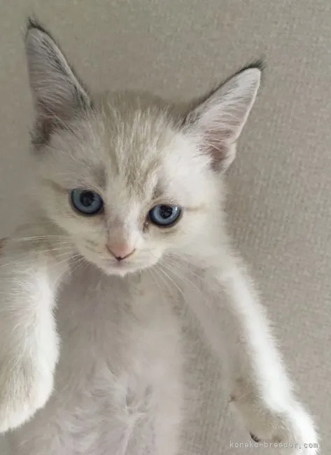 ID:2110-01384の子猫