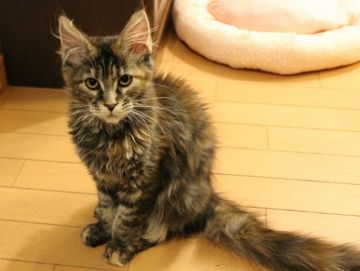 メインクーン【神奈川県・女の子・2019年12月18日・ブラウントービー】の写真「おっとり系マイペースで優しい子です」