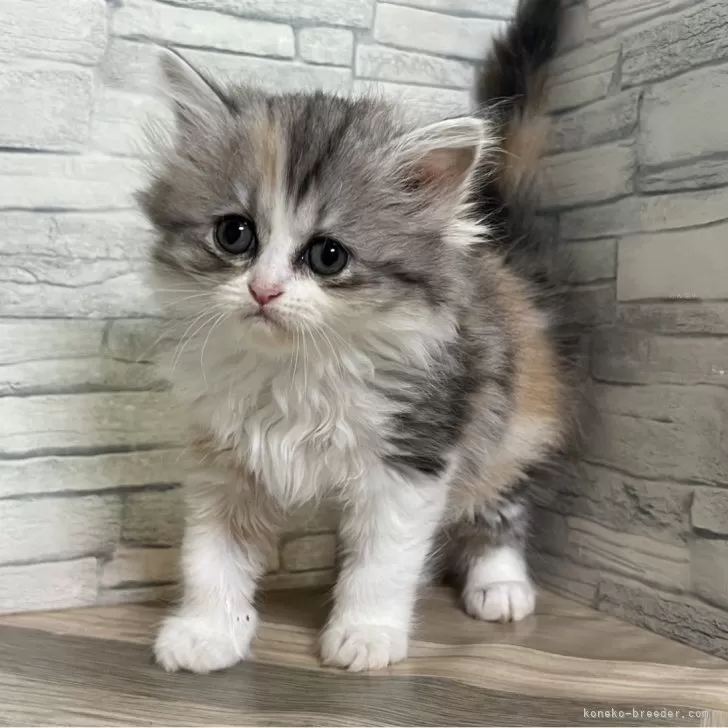 ID：2406-01171の子猫