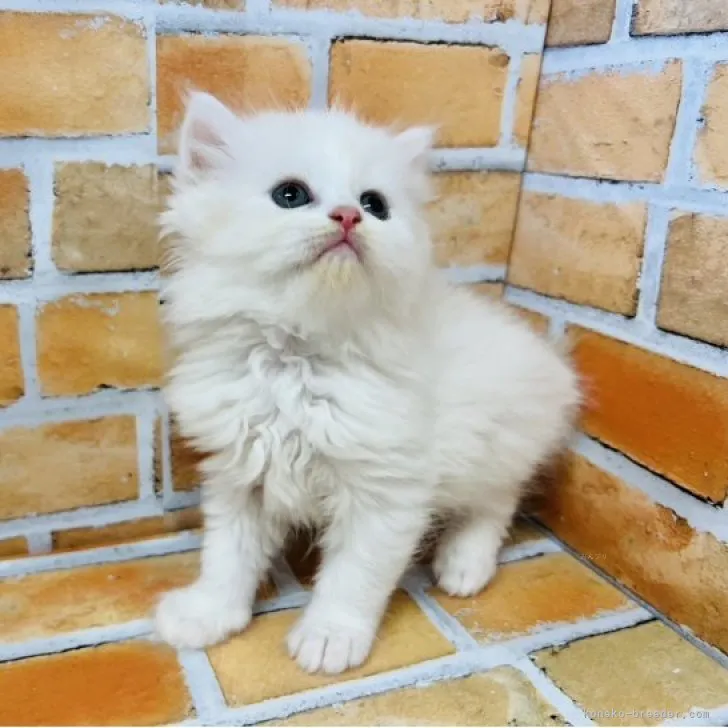 ID：2309-03074の子猫