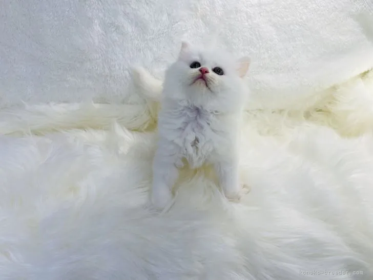 ID：2111-01147の子猫