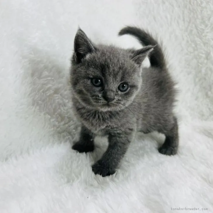 ユタロー 様のお迎えした子猫
