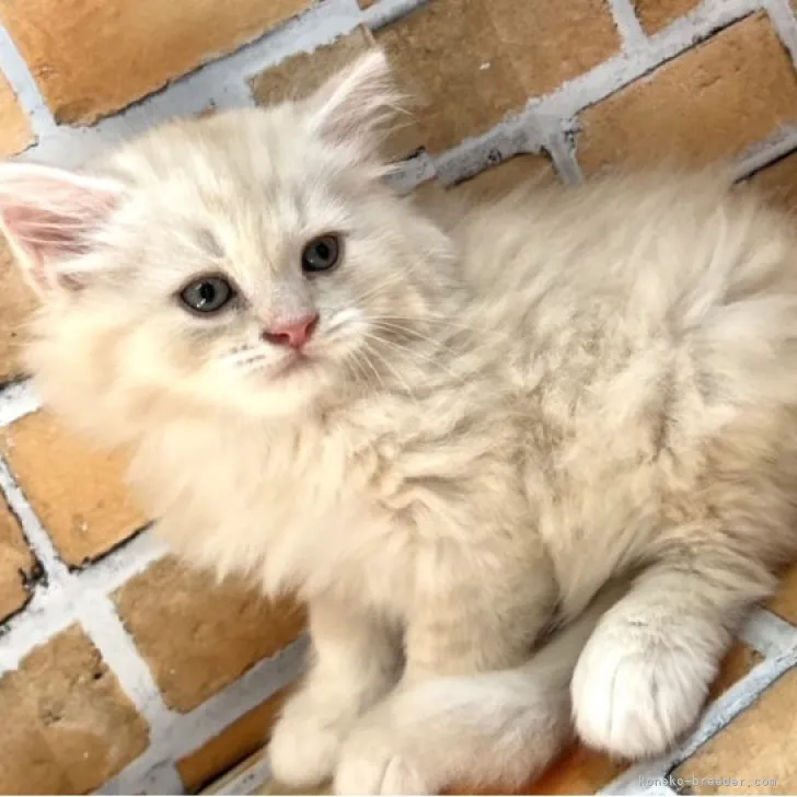 ID:2308-02222の子猫
