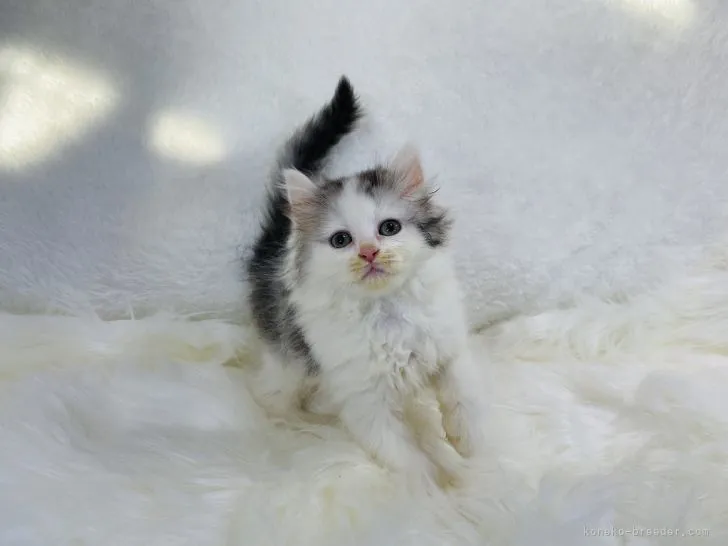 ID：2111-01934の子猫