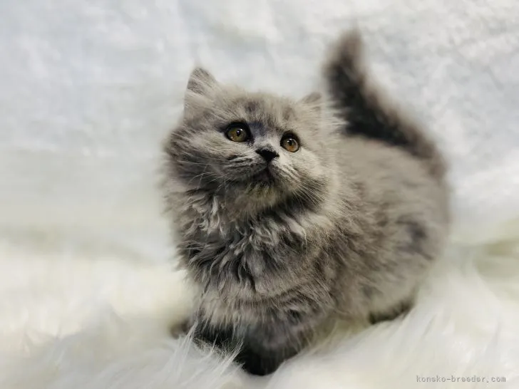 ID：2110-00255の子猫
