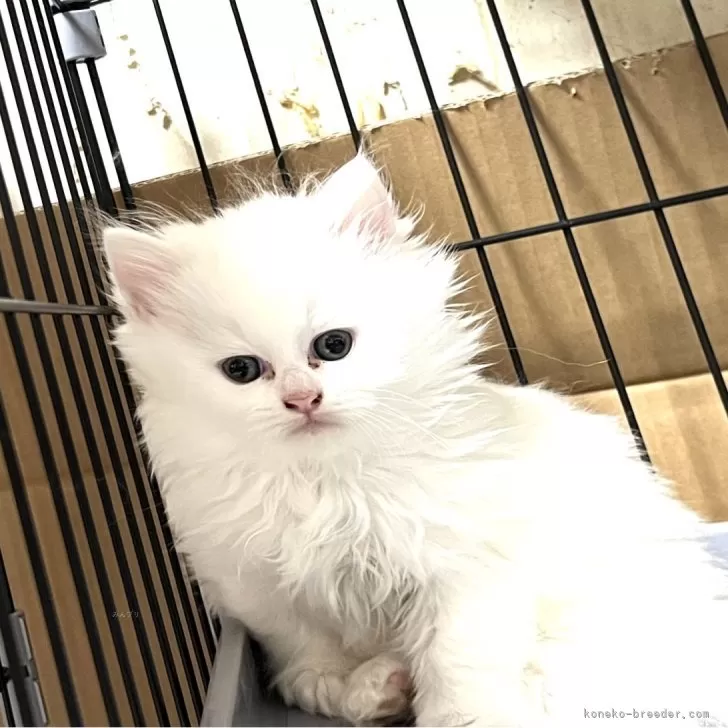 ID:2402-02435の子猫