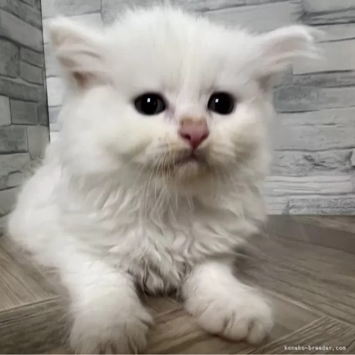 ID:2406-01175の子猫