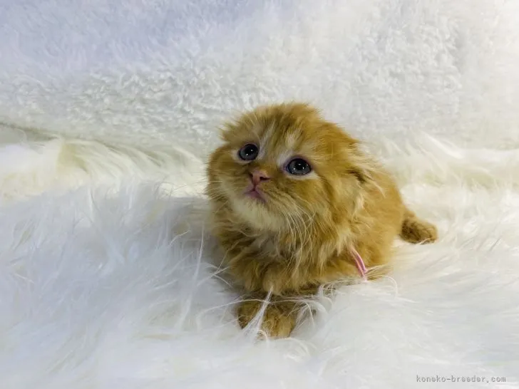 あい 様のお迎えした子猫