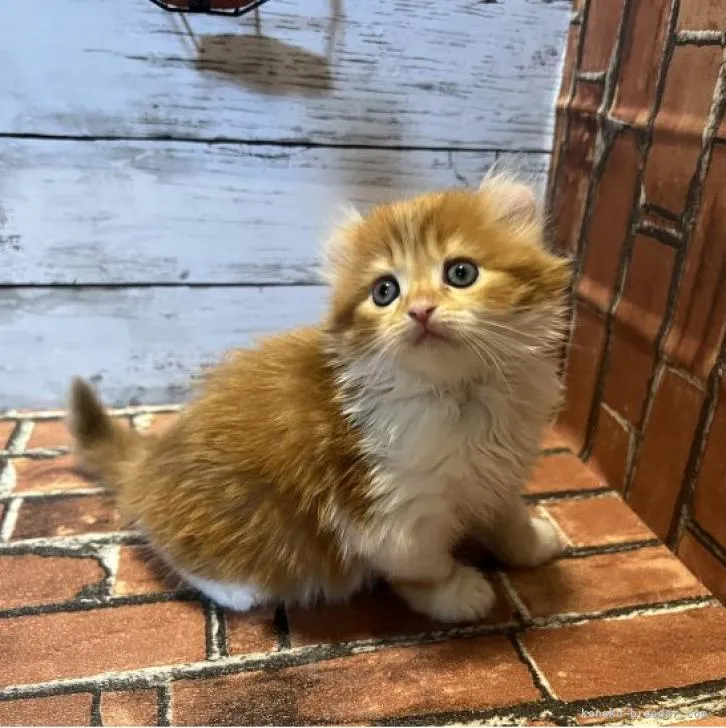ID：2211-00518の子猫