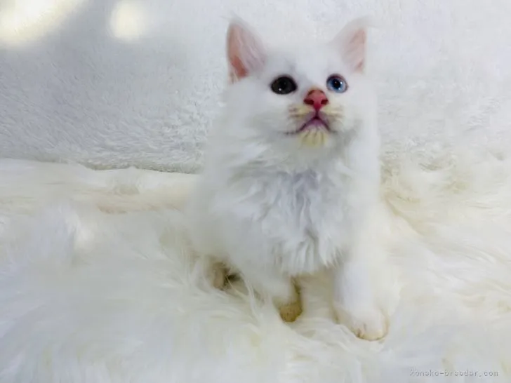 ID：2111-01884の子猫