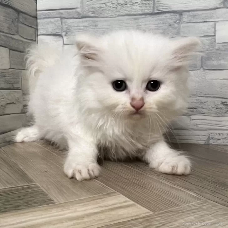 ID：2406-01178の子猫