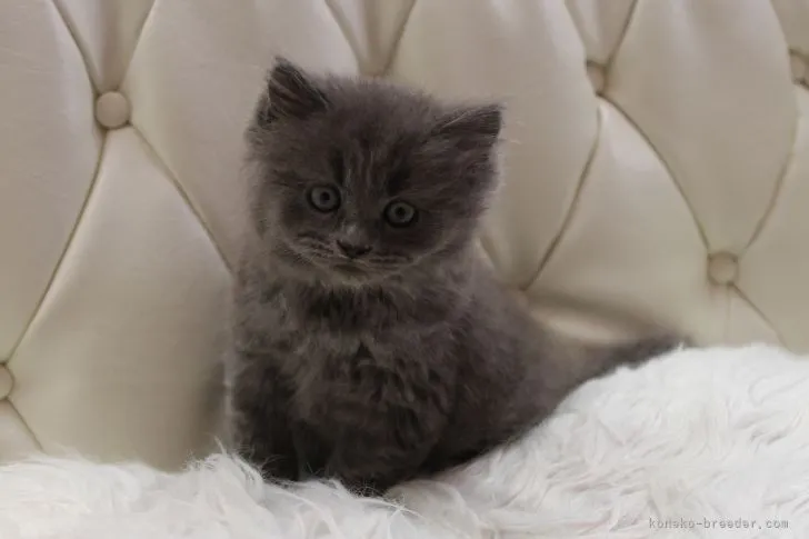 R.N 様のお迎えした子猫