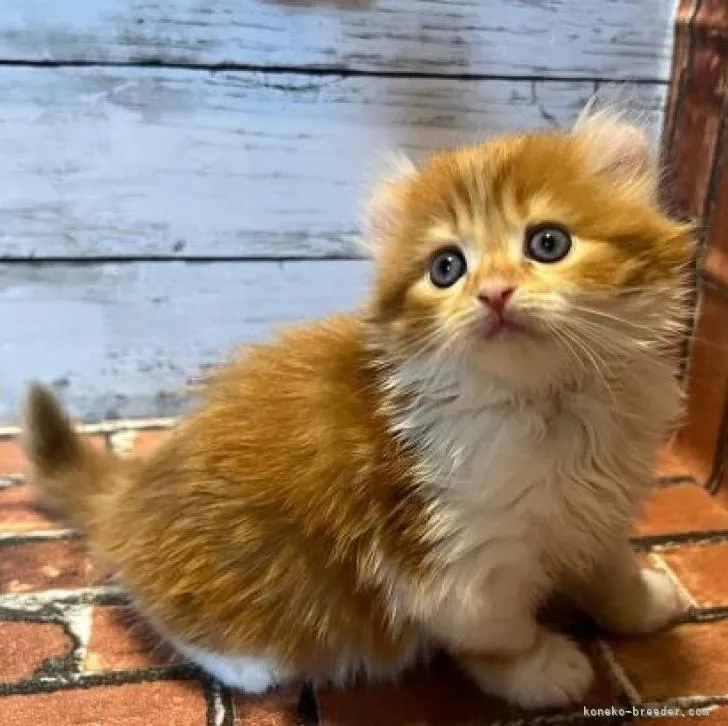 ID：2211-00517の子猫