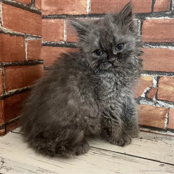 ID：2405-00367の子猫