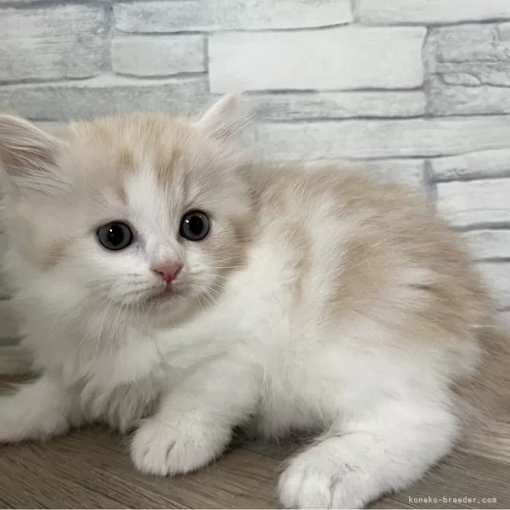 ラガマフィン【大阪府・男の子・2024年4月29日・クリームタビー&amp;ホワイト】の写真1