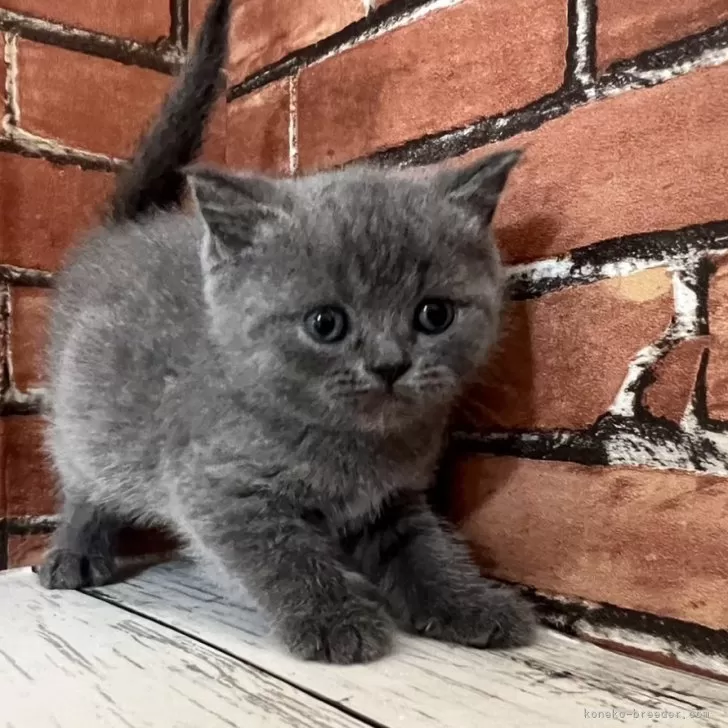 ID:2405-00379の子猫