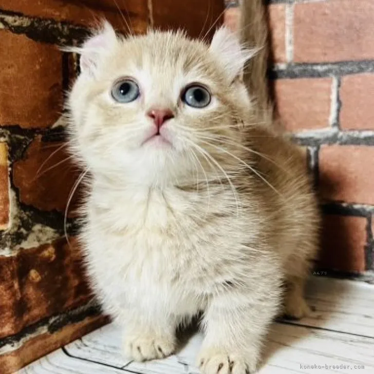 ID：2310-02883の子猫