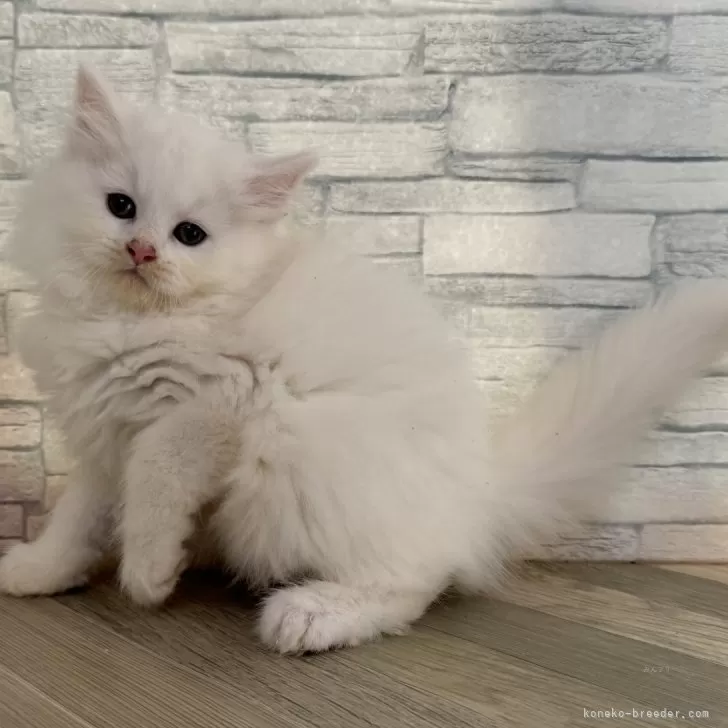 ID：2411-00322の子猫