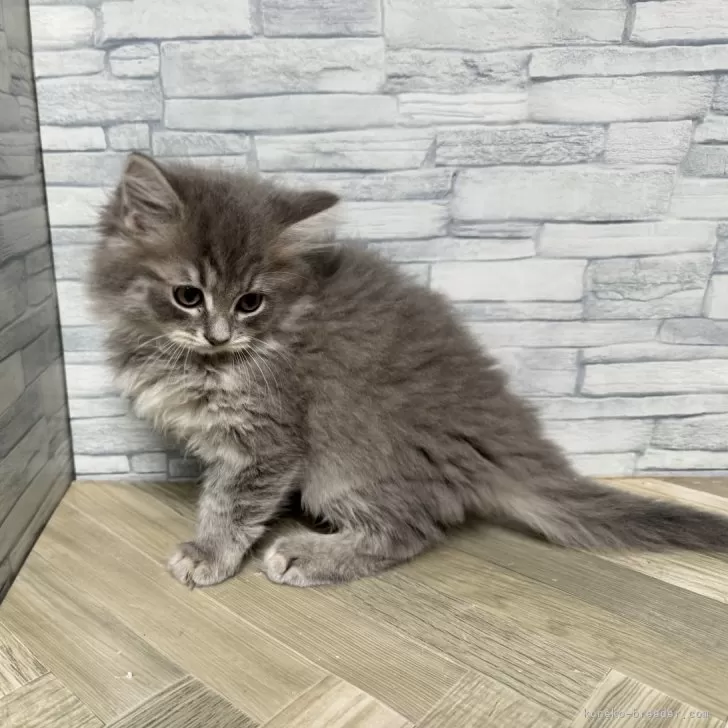 ID：2411-02959の子猫