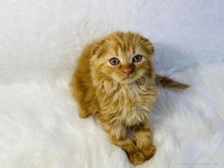 K.Y 様のお迎えした子猫
