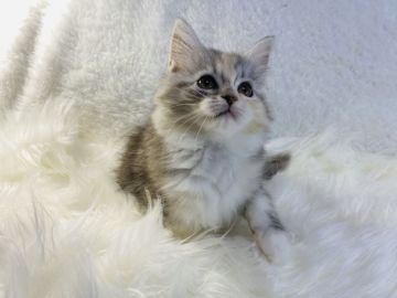 ラガマフィン【大阪府・女の子・2021年10月29日・シルバーパッチドタビーアンドホワイト（ロング（ダブルコート））】の写真「💕かわいいラガマフィン💕」